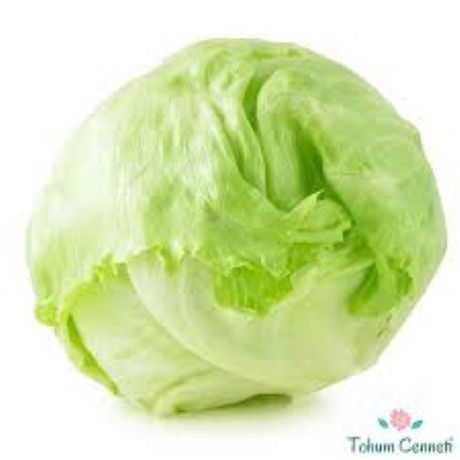 Marul Iceberg